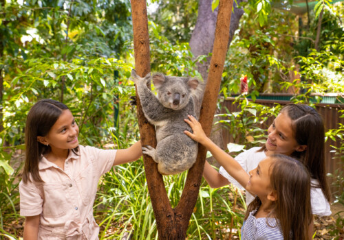 Gold Coast Wildlife: A Guide to the Region’s Best Wildlife Experiences